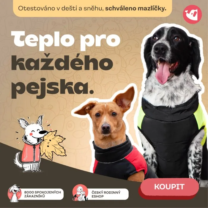 Naše kreativa: „Teplo pro každého psa“